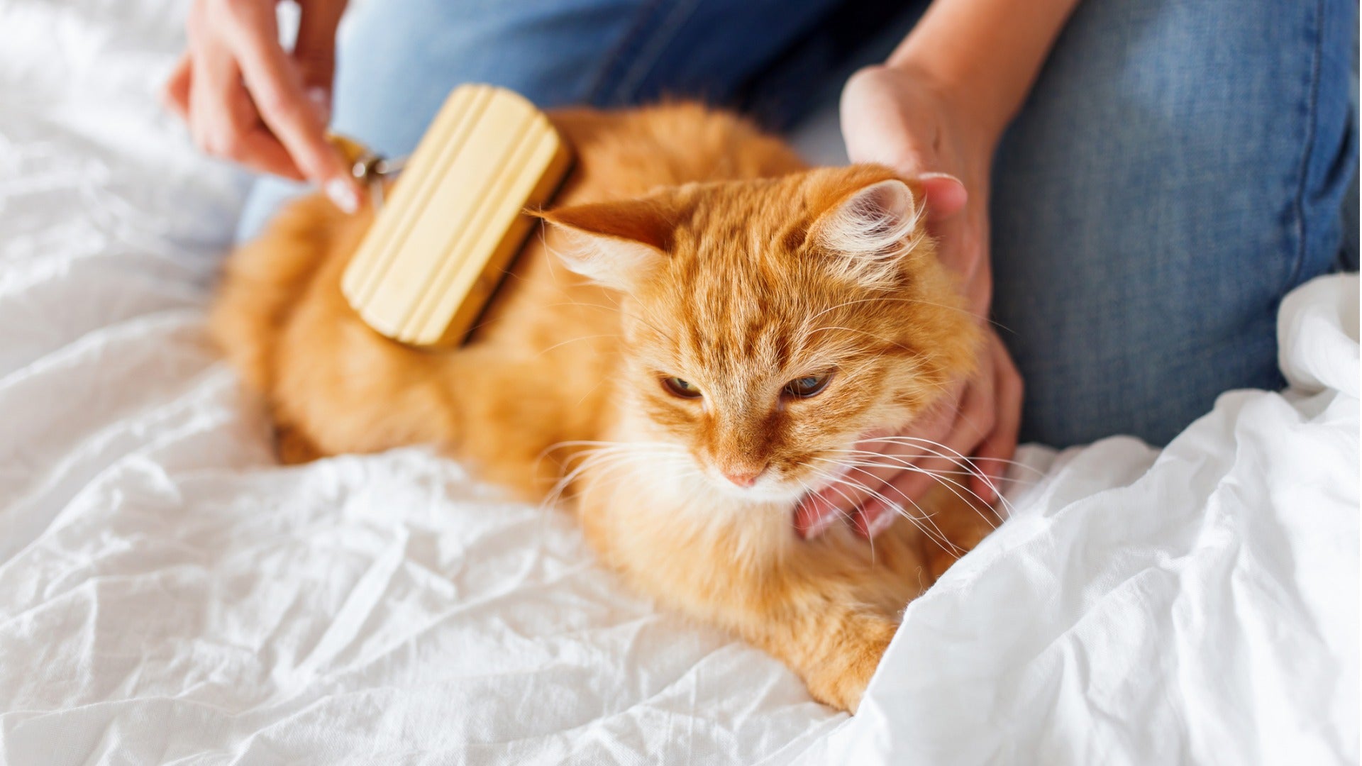 Unveiling the Benefits of Regular Grooming for Your Beloved Pet